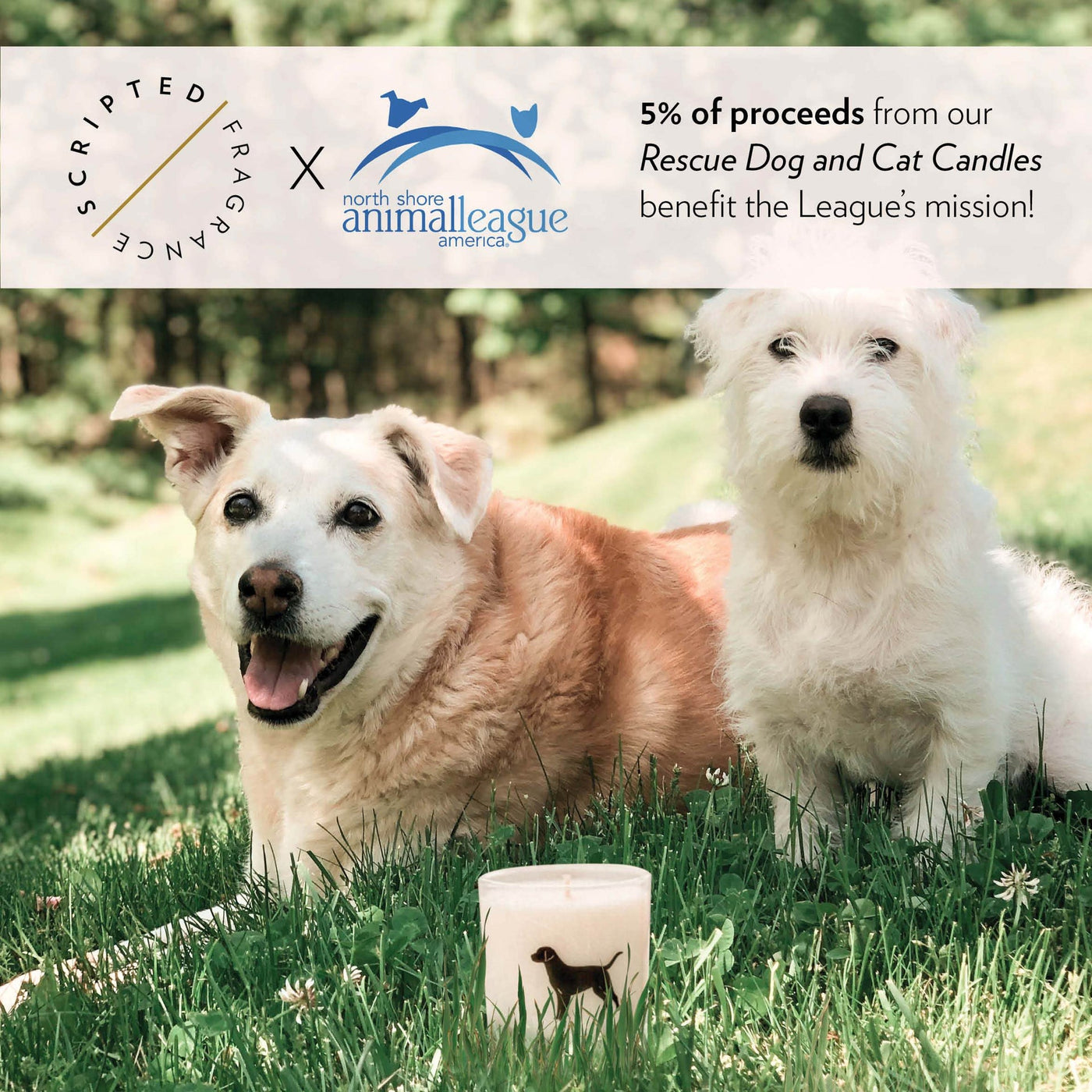 Rescue Dog Breed Soy Candle By Scripted Fragrance